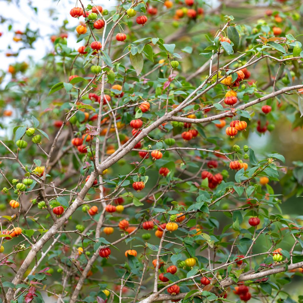 Pitanga - Eugenia uniflora