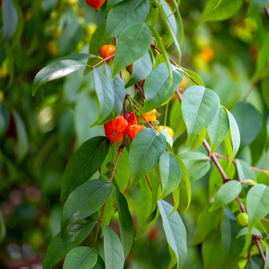 Pitanga - Eugenia uniflora