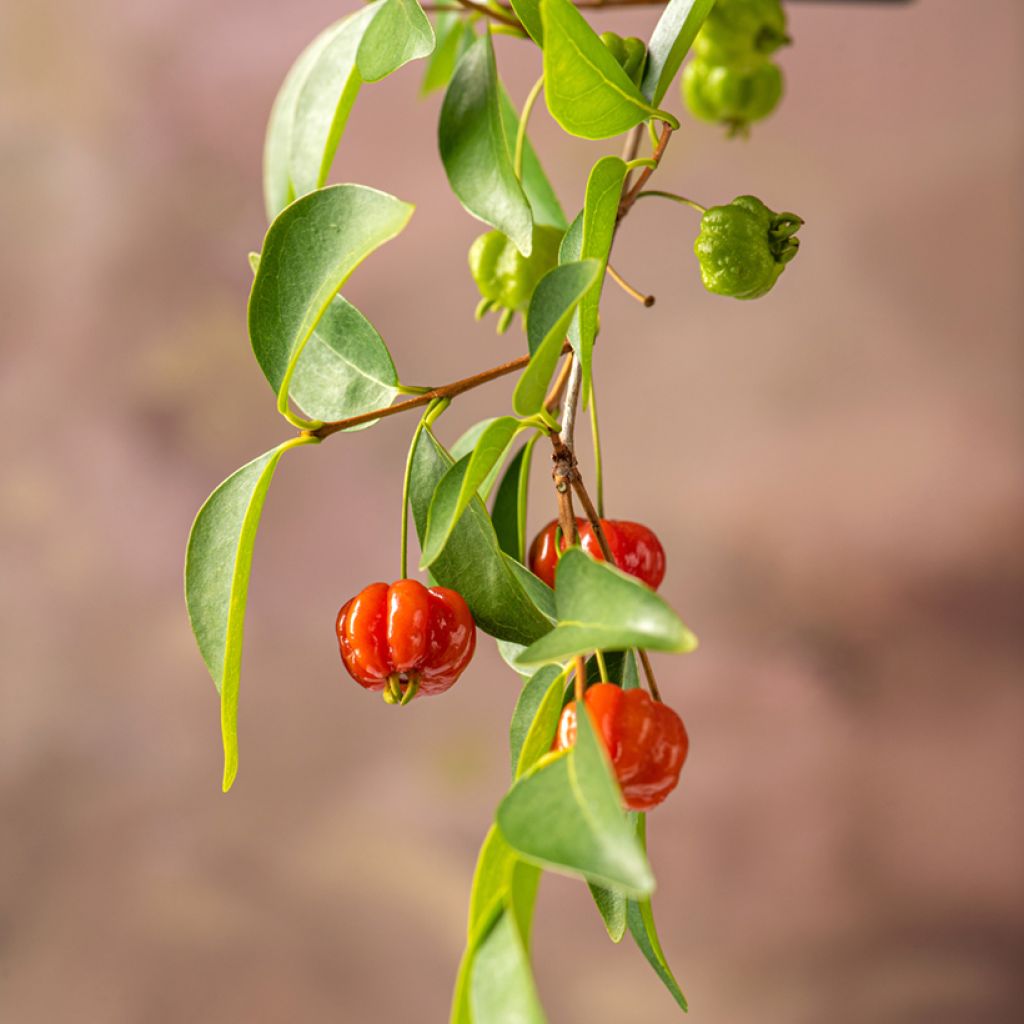 Pitanga - Eugenia uniflora