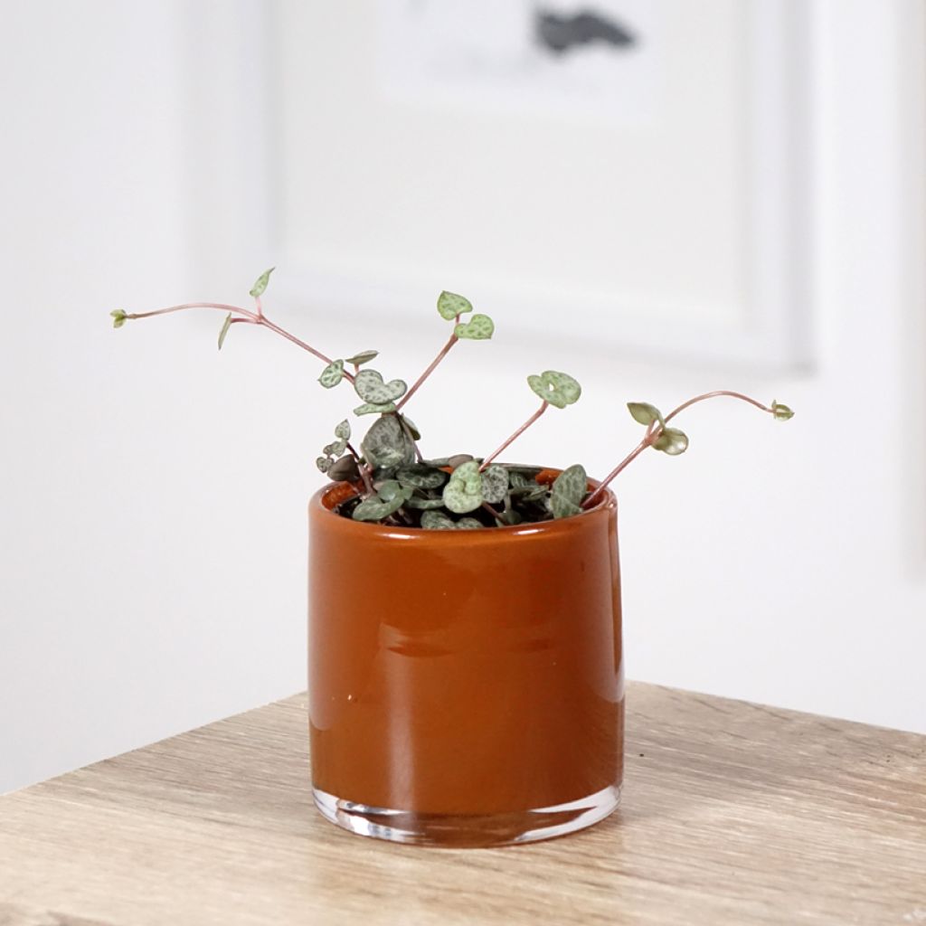 Ceropegia woodii - Collar de corazones