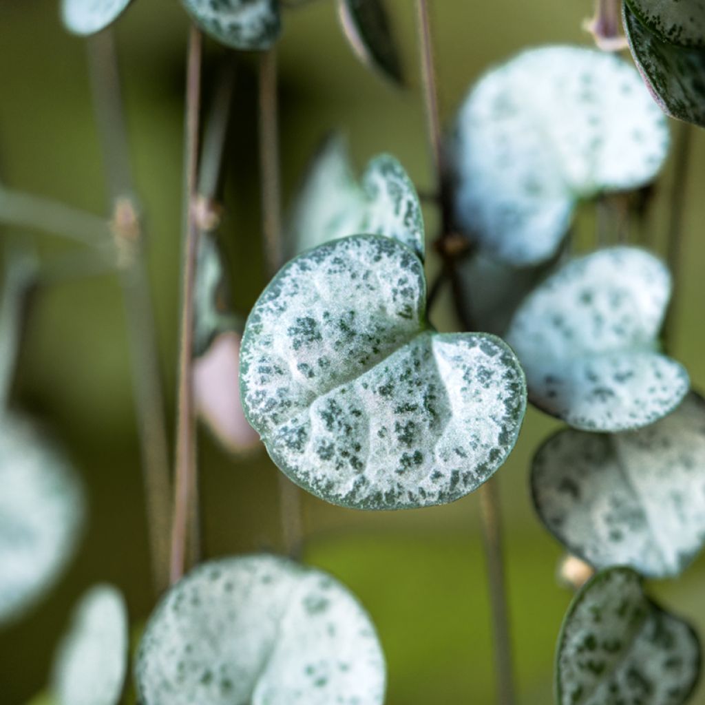 Ceropegia woodii - Collar de corazones