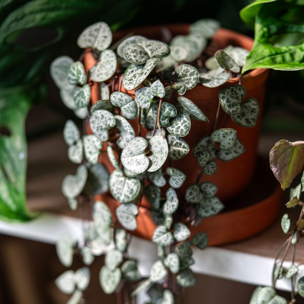 Ceropegia woodii - Collar de corazones