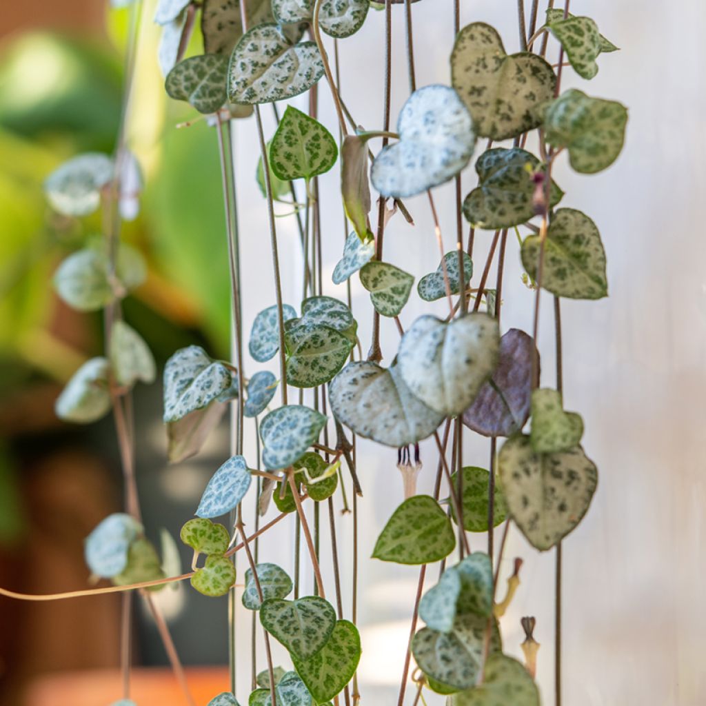 Ceropegia woodii - Collar de corazones