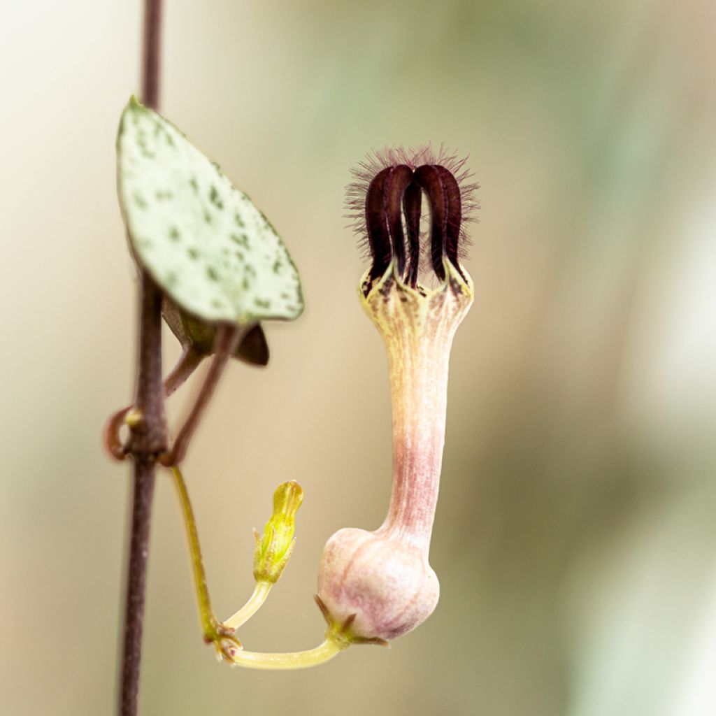 Ceropegia woodii - Collar de corazones