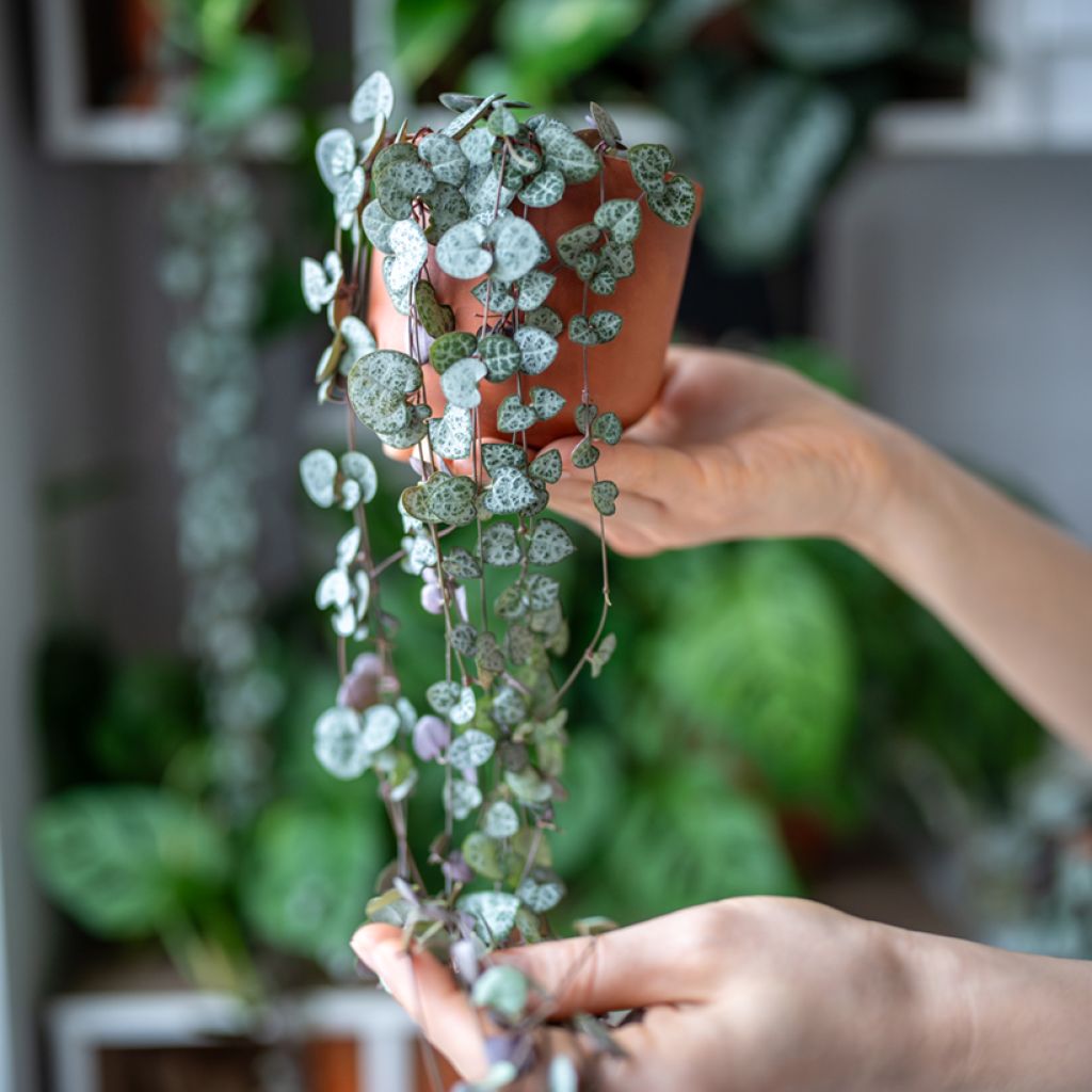 Ceropegia woodii - Collar de corazones