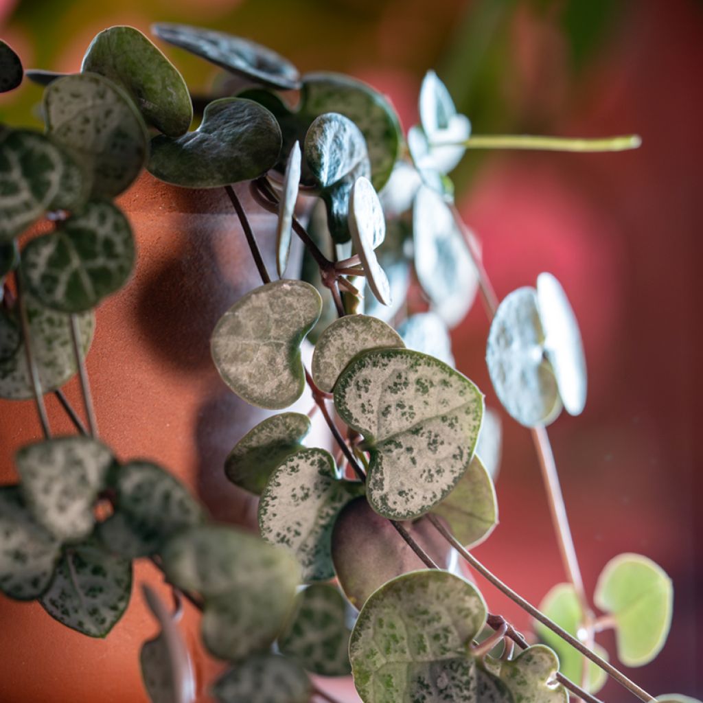 Ceropegia woodii - Collar de corazones
