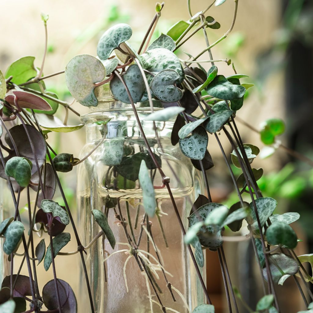 Ceropegia woodii - Collar de corazones