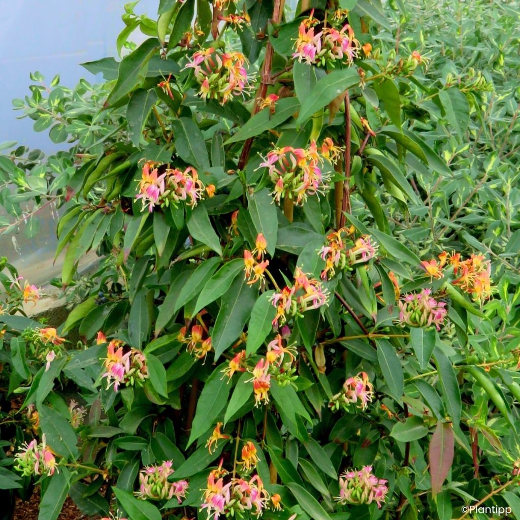 Lonicera henryi Marinella - Madreselva