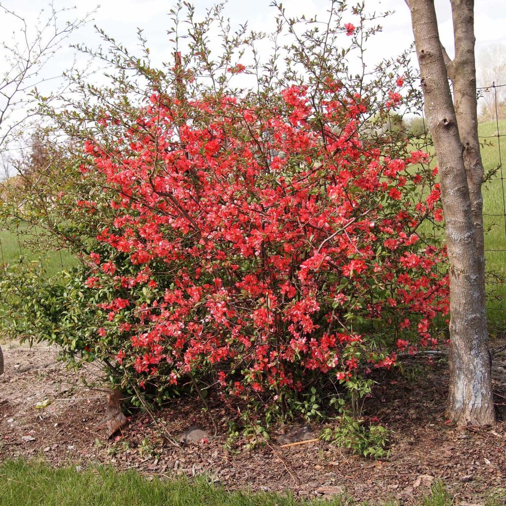 Chaenomeles japonica Sargentii - Membrillero de flor