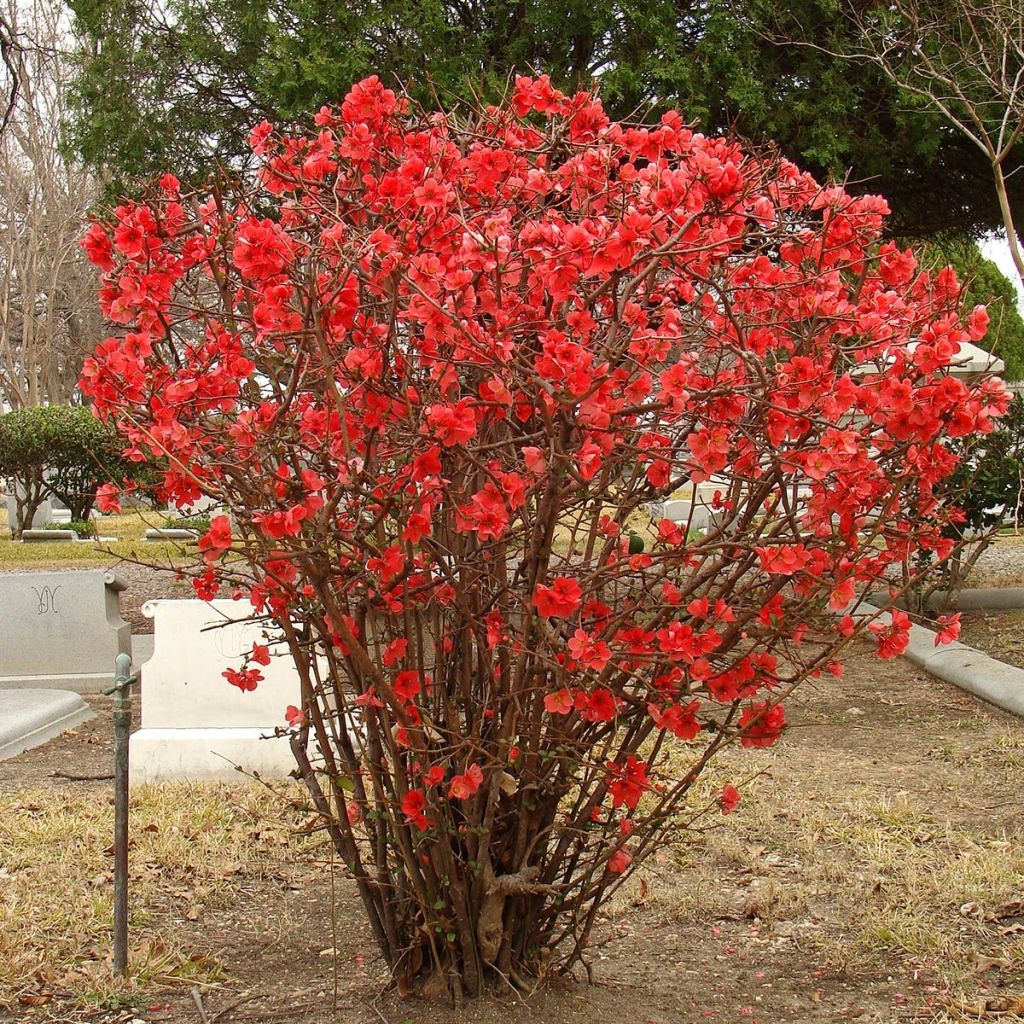 Membrillero del Japón Texas Scarlet - Chaenomeles superba