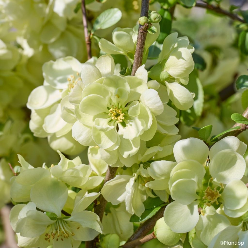 Chaenomeles speciosa Lemon Sorbet - Membrillero del Japón