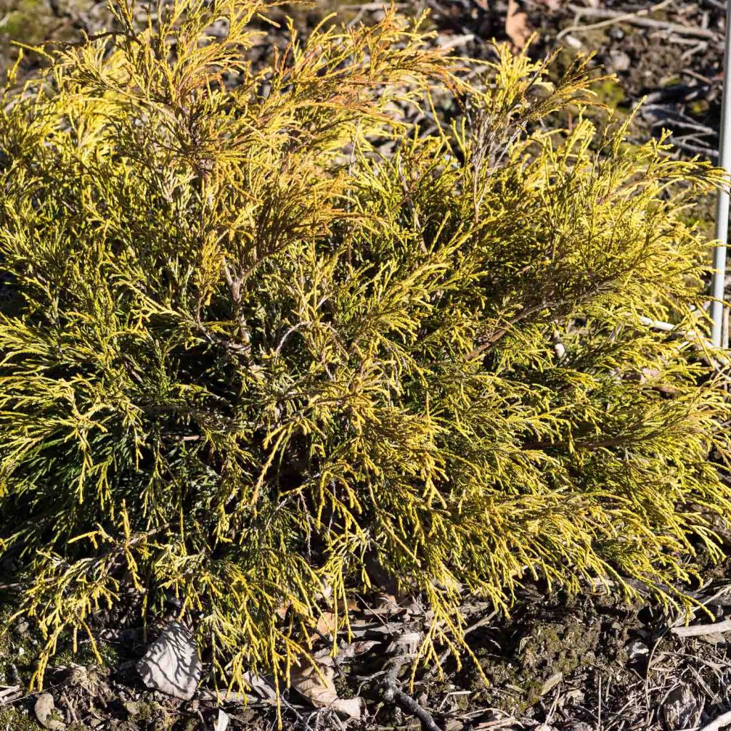 Chamaecyparis pisifera Sungold - Cyprès Sawara