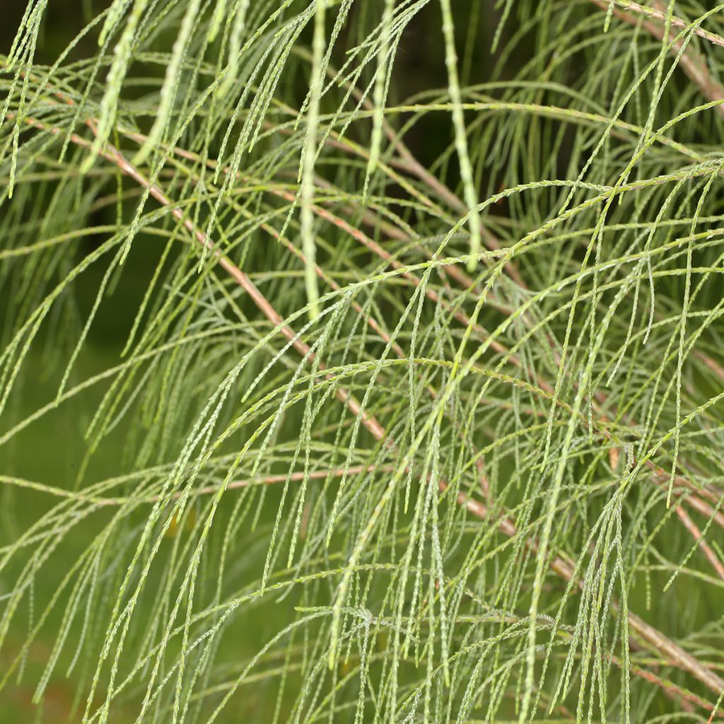 Chamaecyparis lawsoniana Drooping Solo - Cyprès de Lawson nain