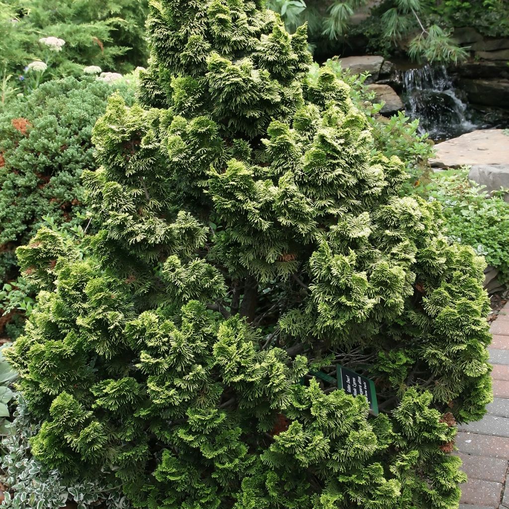 Chamaecyparis obtusa Nana Aurea - Ciprés hinoki
