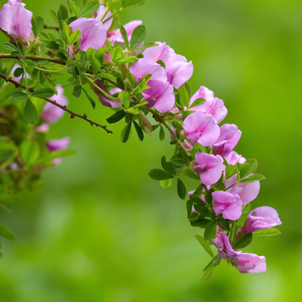 Chamaecytisus purpureus