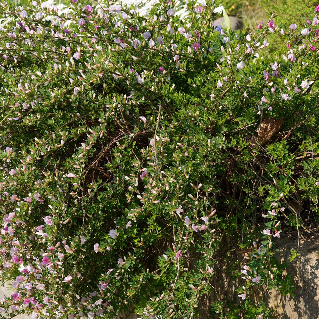 Chamaecytisus purpureus