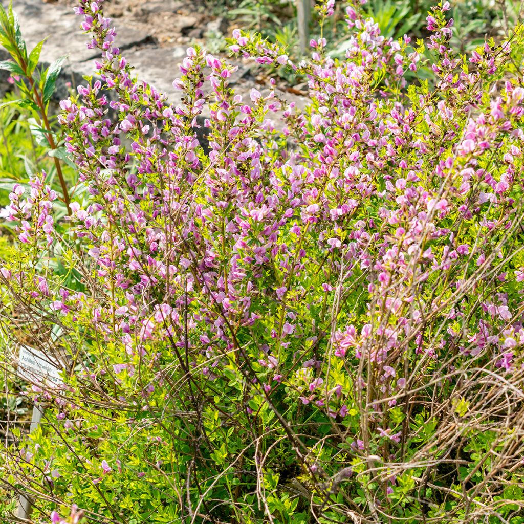 Chamaecytisus purpureus