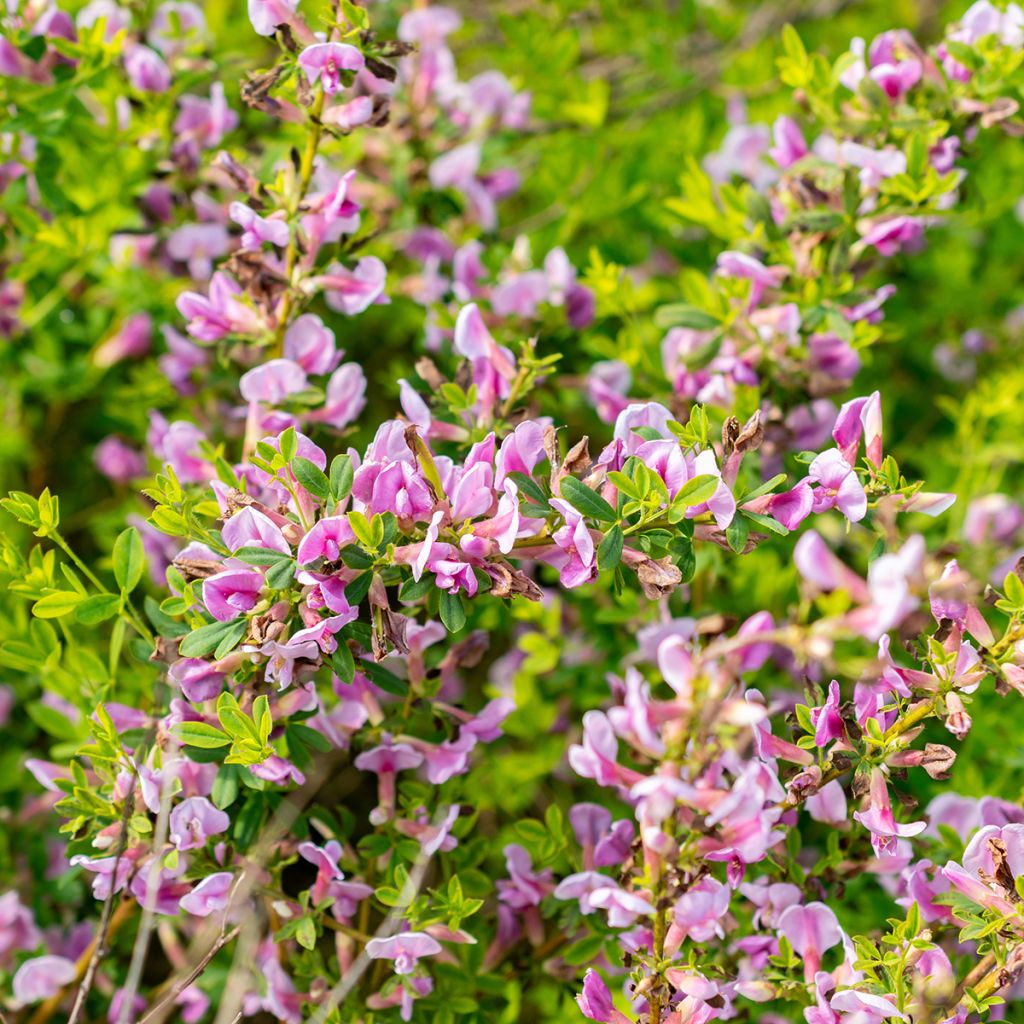 Chamaecytisus purpureus