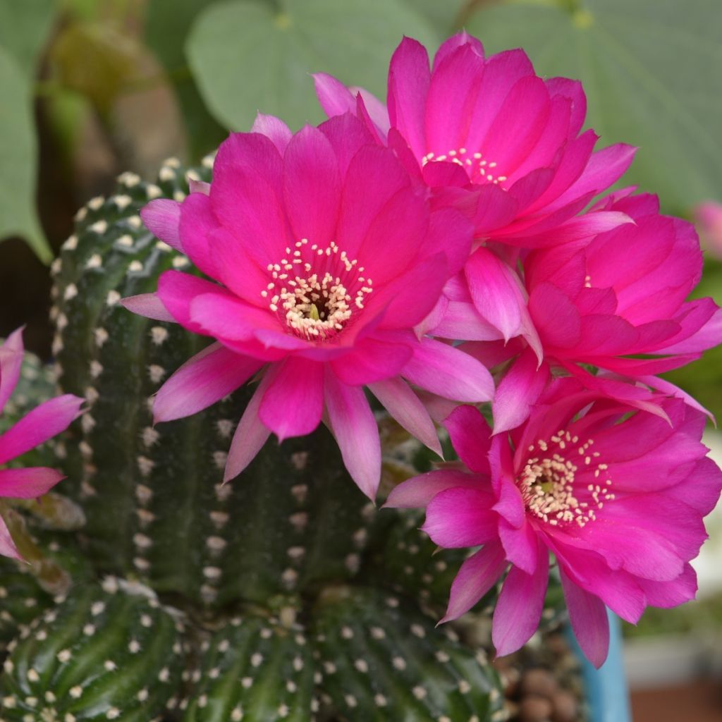 Cactus - Chamaelobivia Paolinae