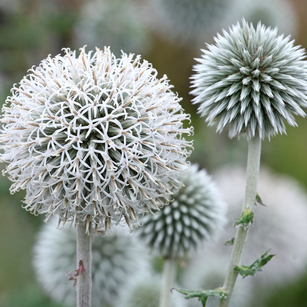 Echinops bannaticus Star Frost - Cardo globo azul