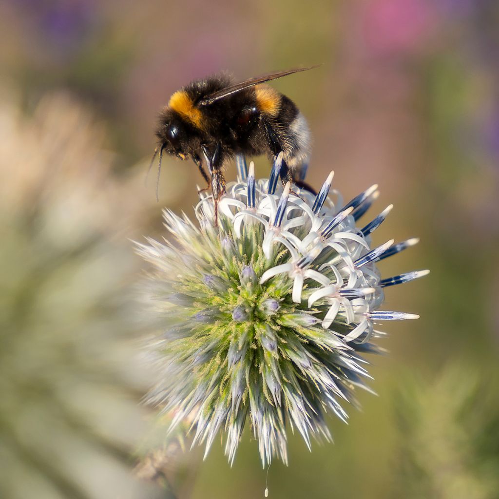 Echinops sphaerocephalum Arctic Glow - Cardo cabezón