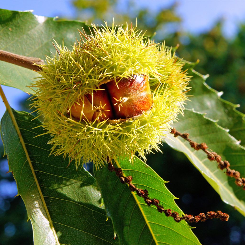 Châtaignier Marlhac - Castanea sativa