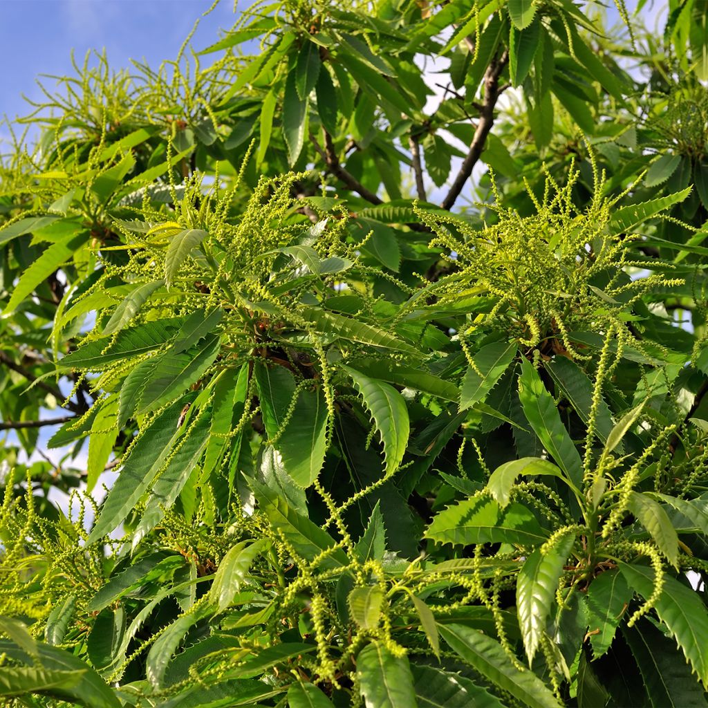 Châtaignier Marlhac - Castanea sativa