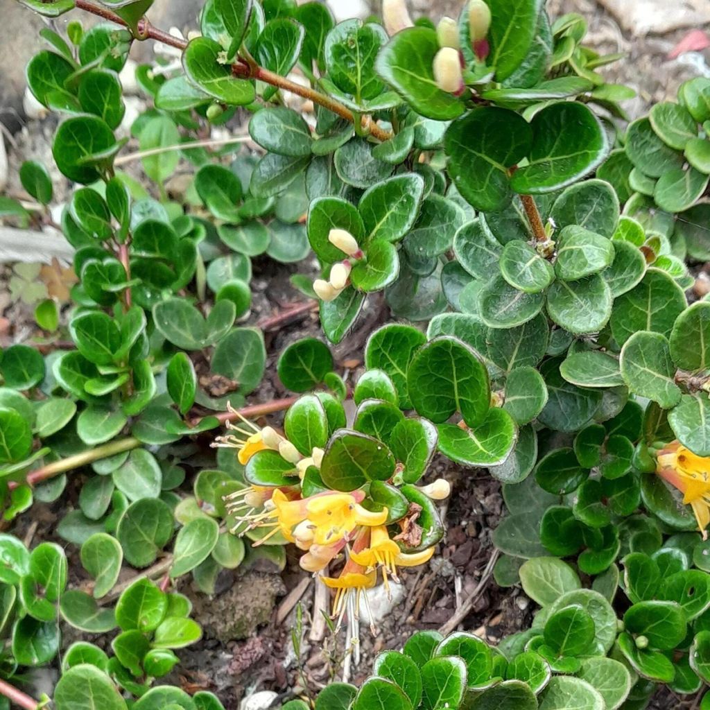 Lonicera crassifolia Little Honey - Madreselva