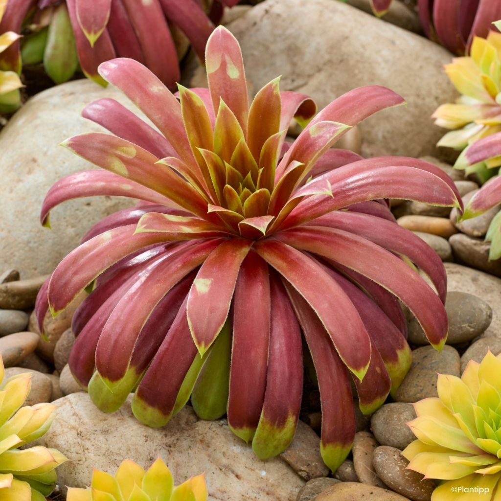 Sempervivum Chick Charms Giants Gold Mine - Siempreviva