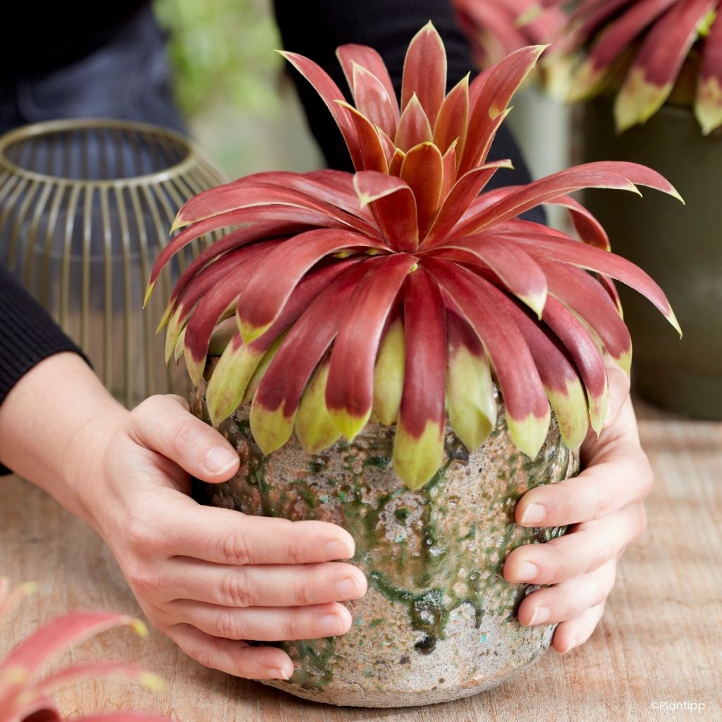 Sempervivum Chick Charms Giants Gold Mine - Siempreviva