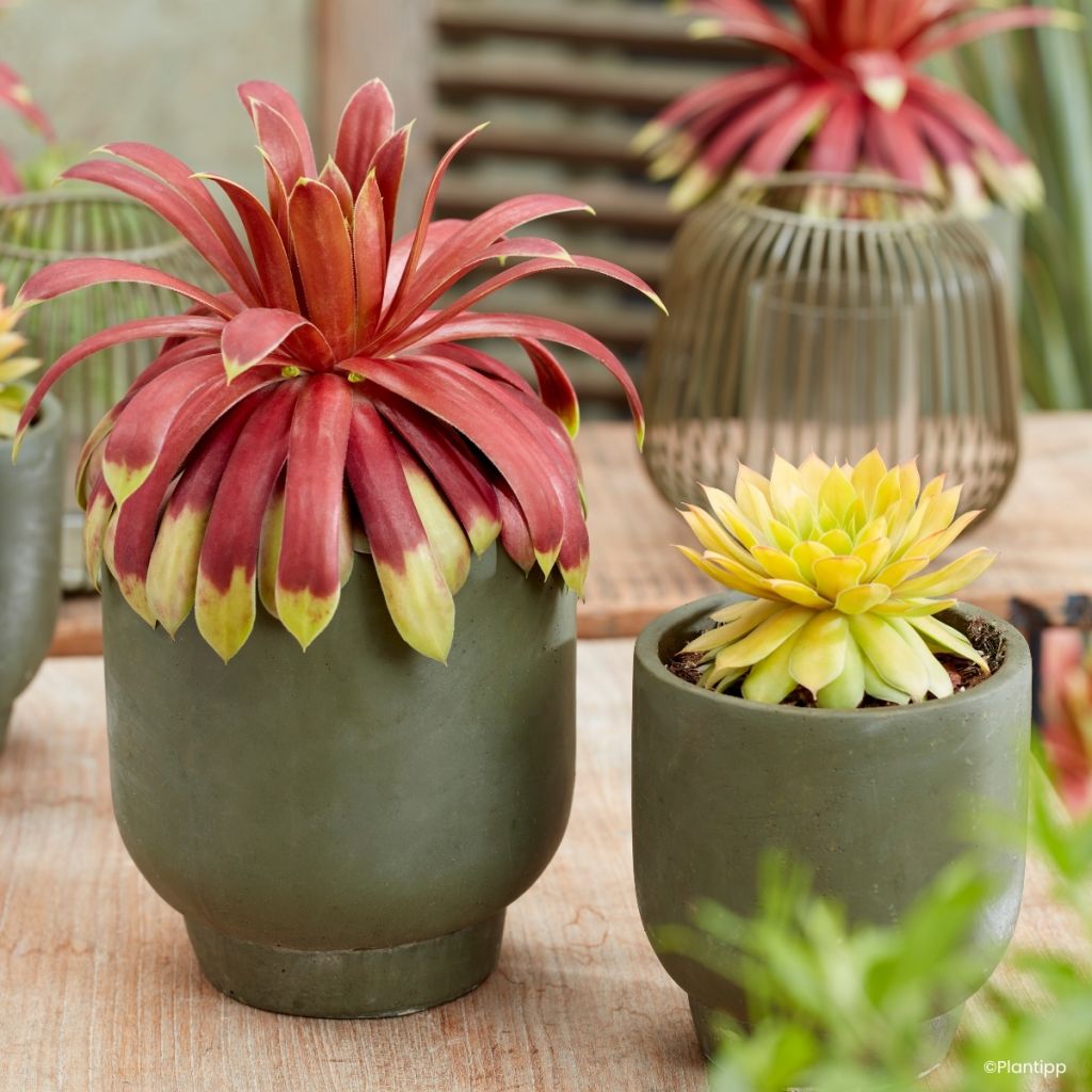 Sempervivum Chick Charms Giants Gold Mine - Siempreviva