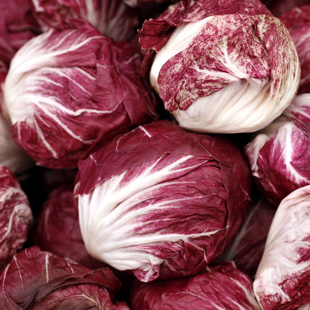 Escarola Palla Rossa - Vilmorin