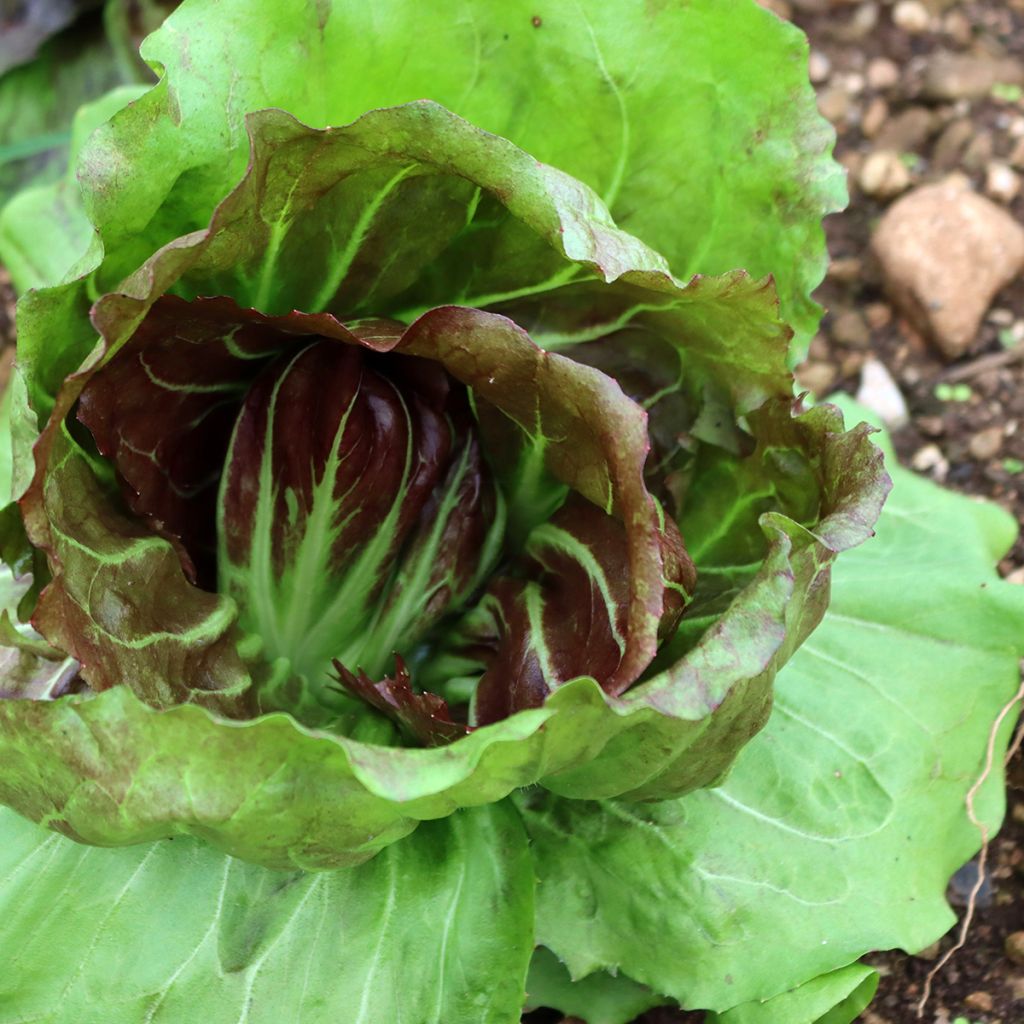 Escarola Palla Rossa - Vilmorin