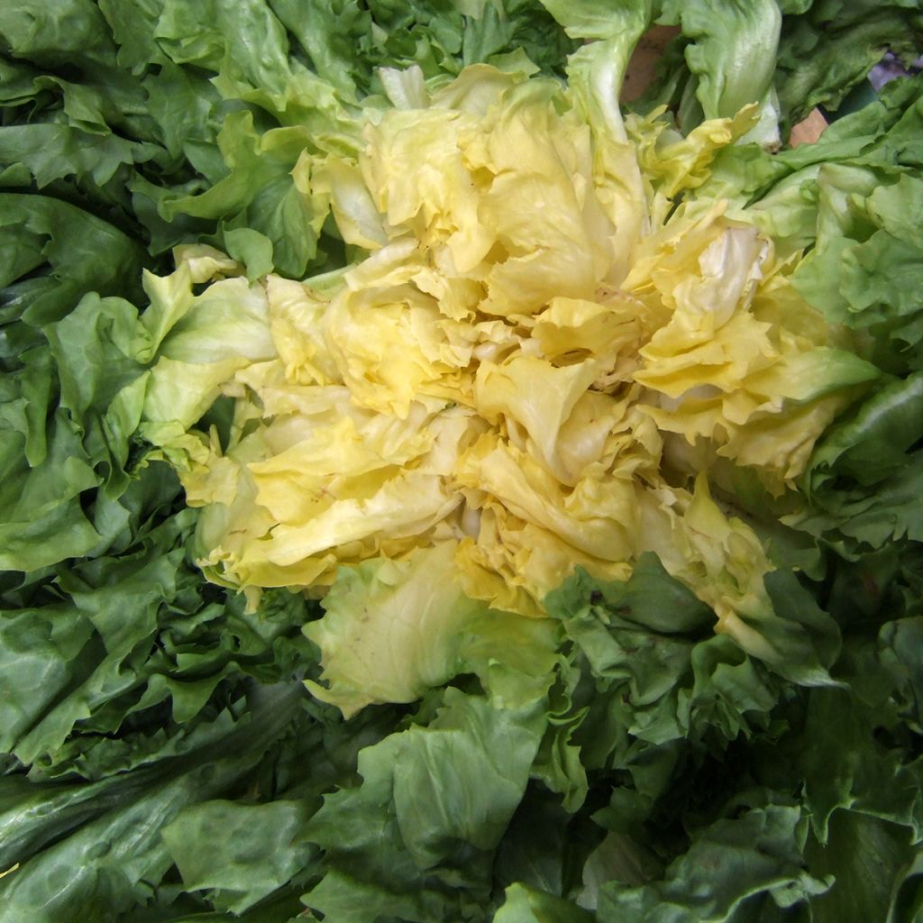 Escarola Géante Maraîchère