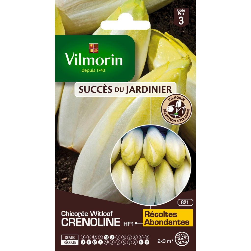 Endibia Crénoline F1 (création Vilmorin) - Vilmorin