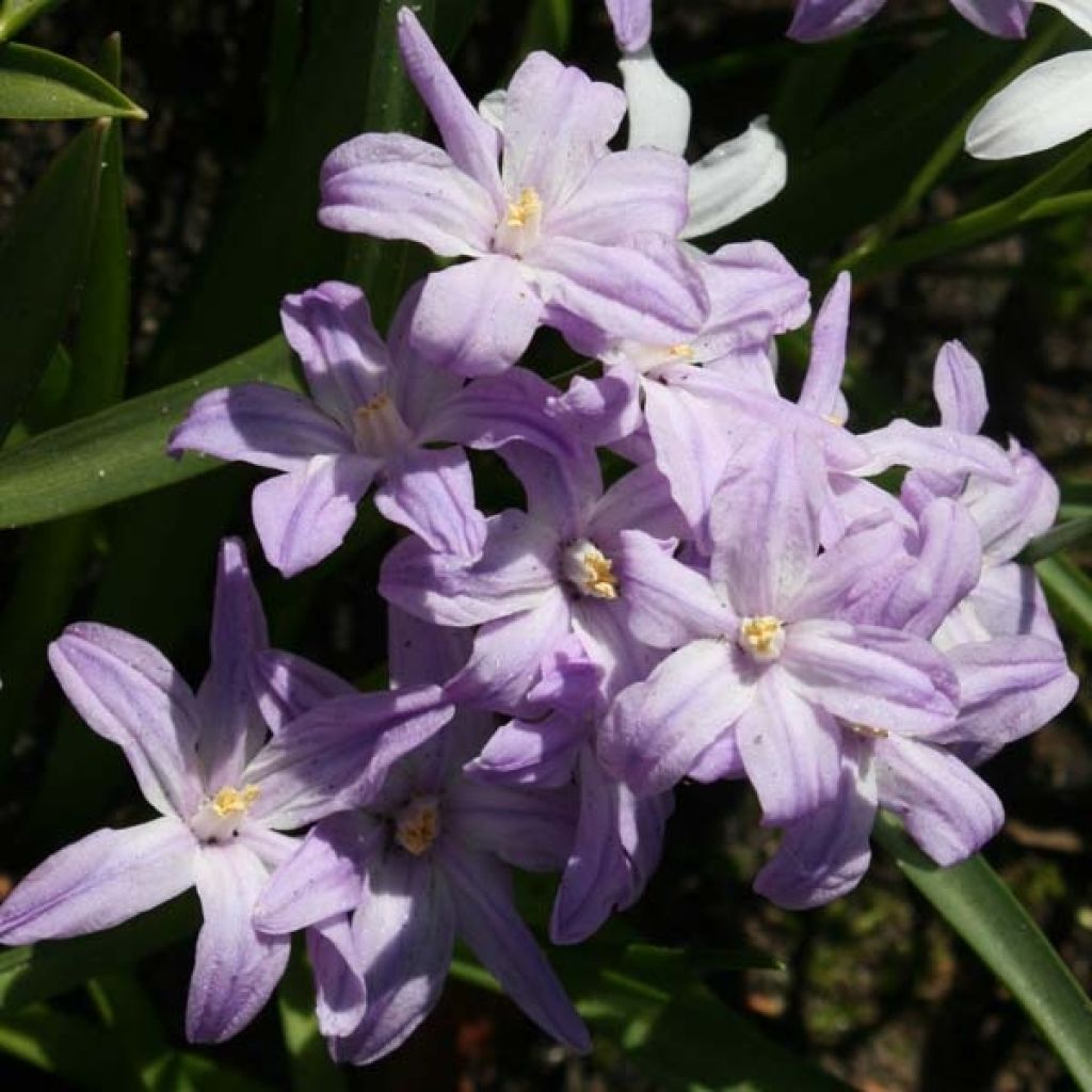 Gloria de la nieve - Chionodoxa forbesii Violet Beauty