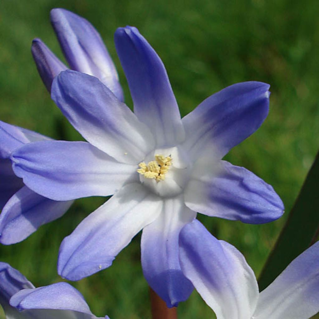 Gloria de la nieves - Chionodoxa luciliae