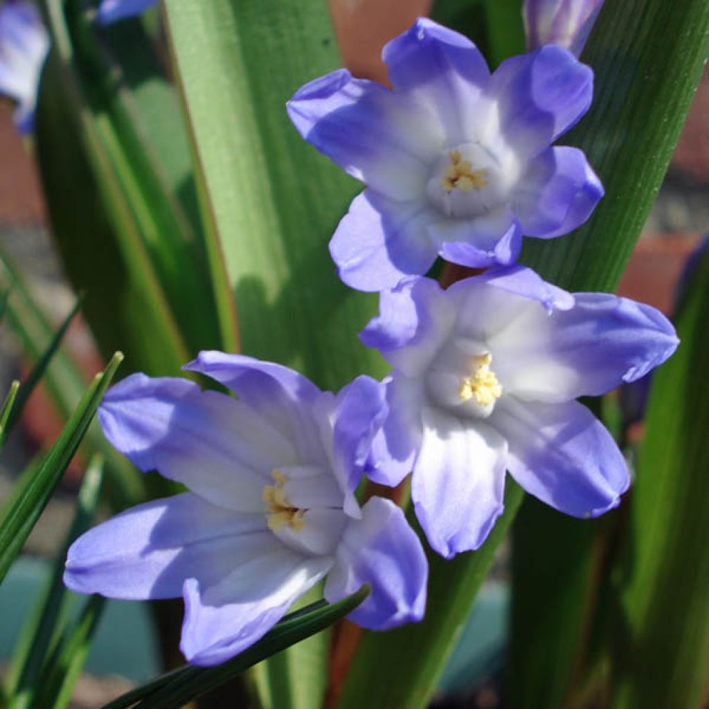 Gloria de la nieves - Chionodoxa luciliae