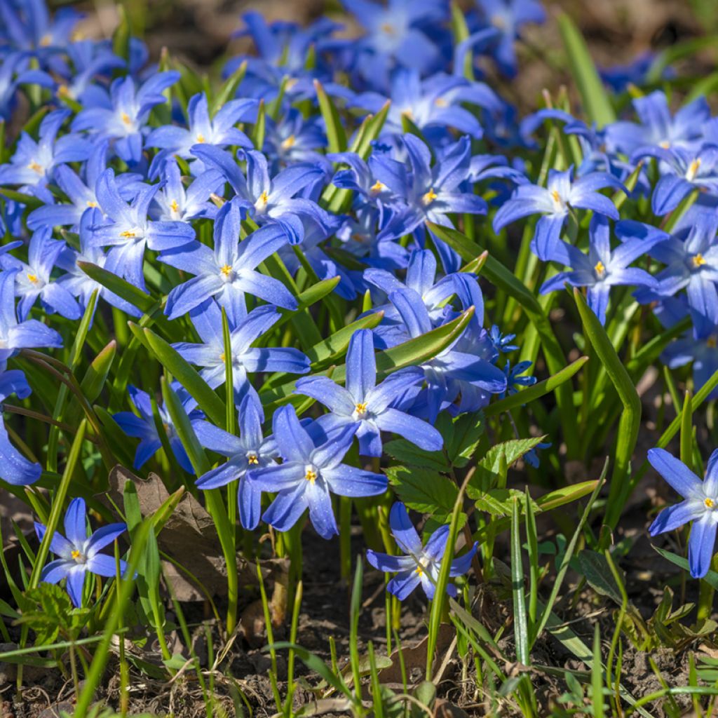 Gloria de la nieves - Chionodoxa luciliae