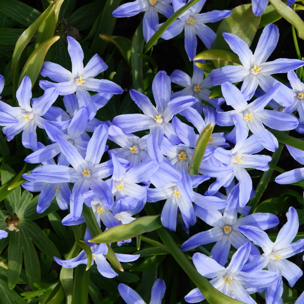 Gloria de la nieves - Chionodoxa luciliae