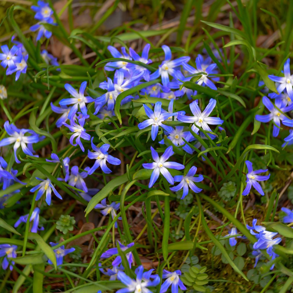 Gloria de la nieves - Chionodoxa luciliae