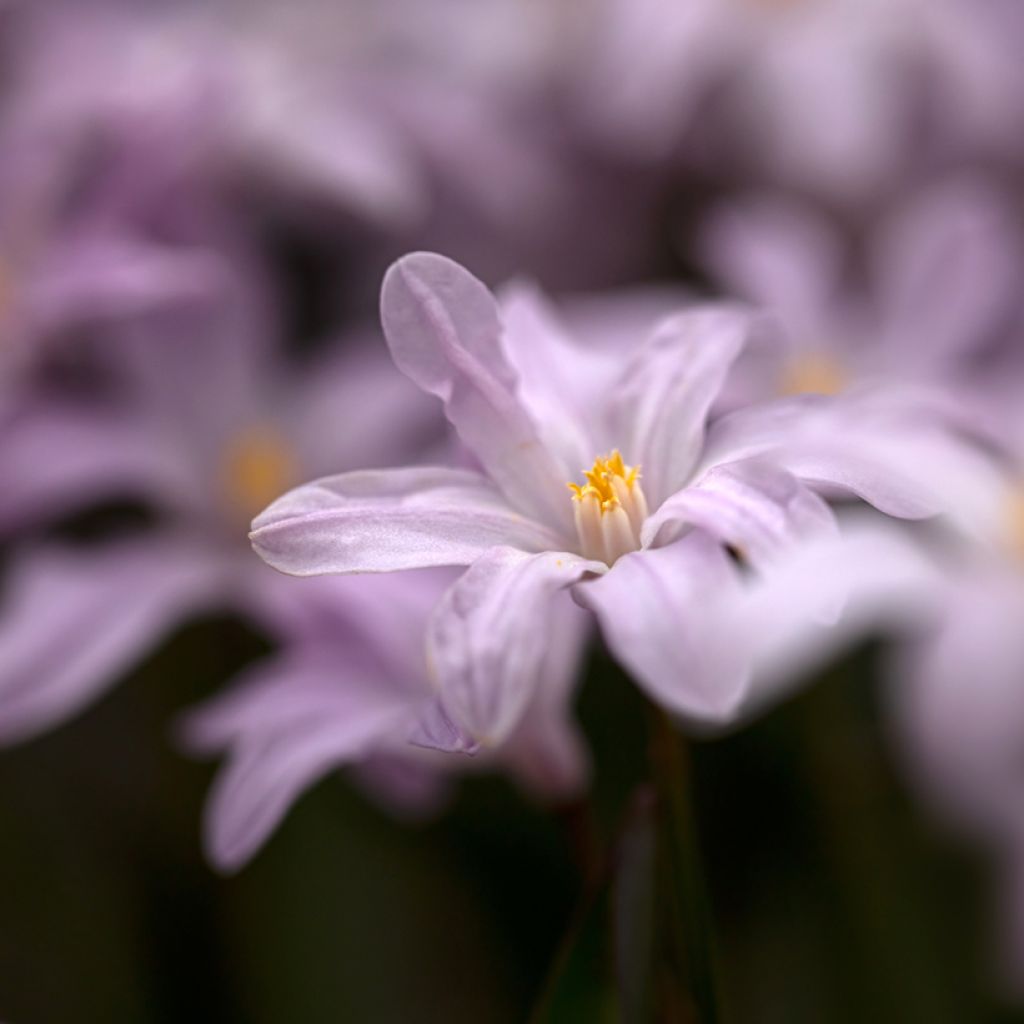 Chionodoxa luciliae Rosy Queen - Gloria de las nieves