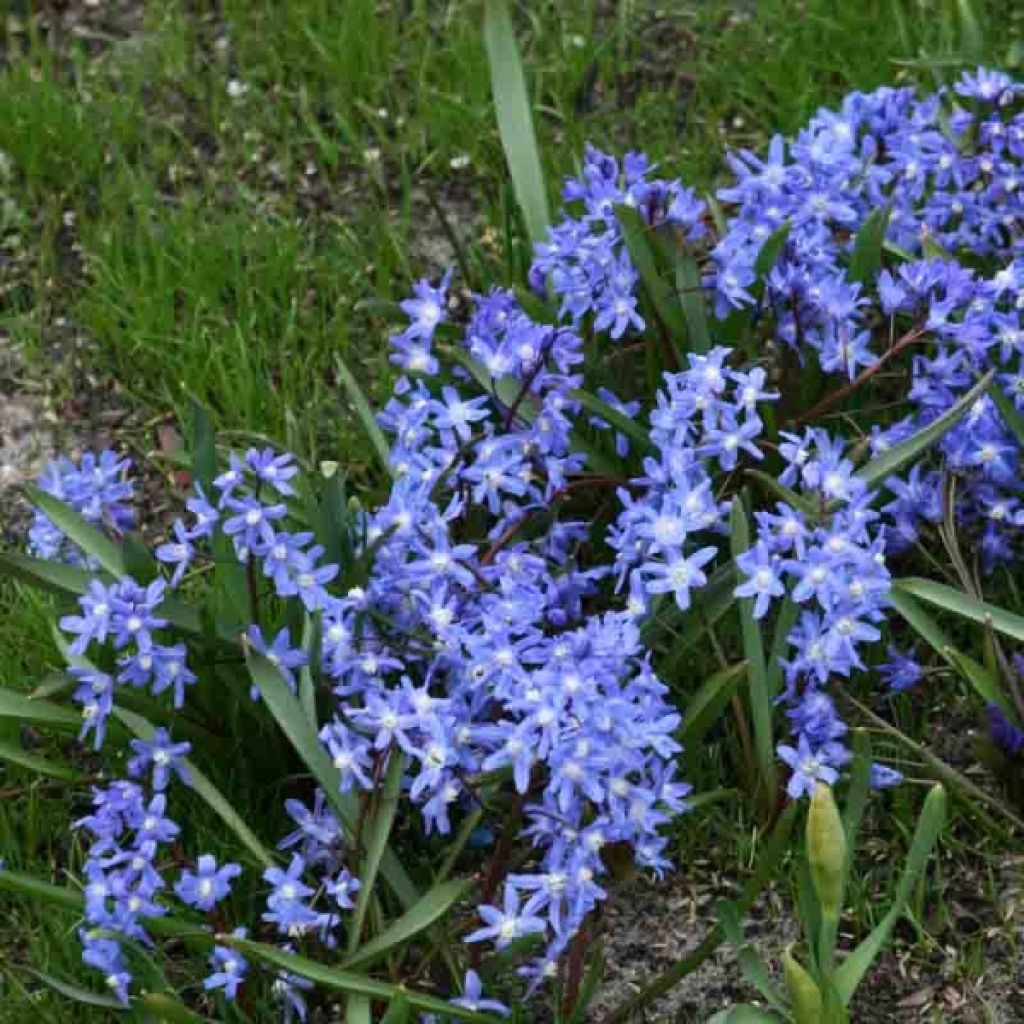 Gloria de la nieve - Chionodoxa sardensis