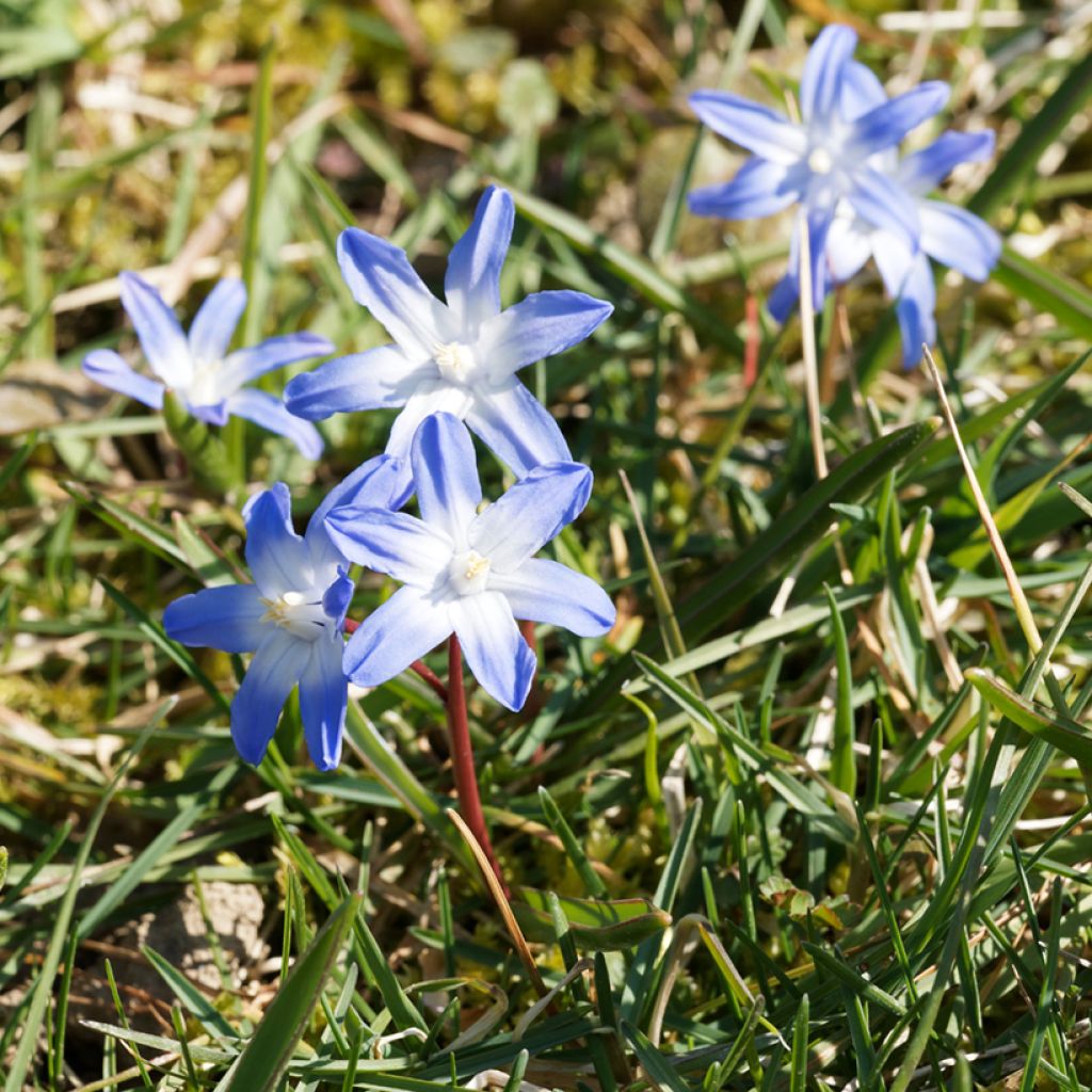 Gloria de la nieve - Chionodoxa sardensis