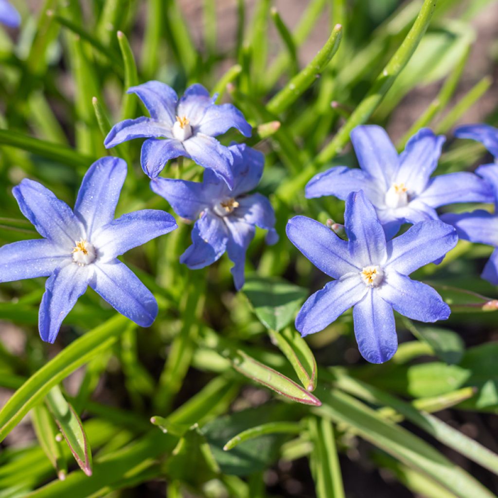 Gloria de la nieve - Chionodoxa sardensis