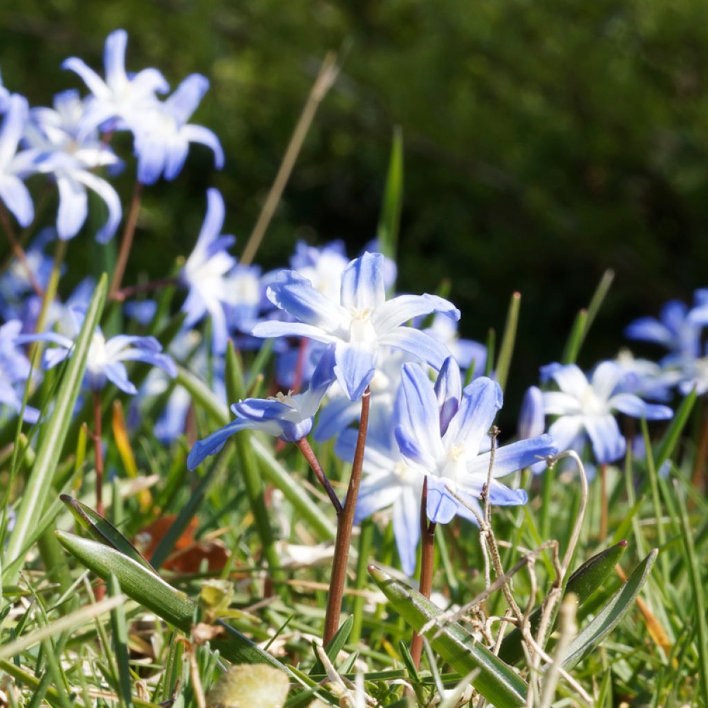 Gloria de la nieve - Chionodoxa sardensis