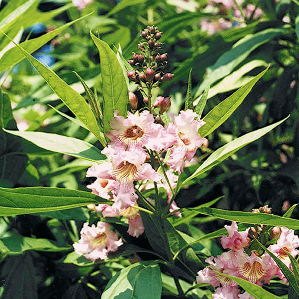 Chitalpa de Taskent - Chitalpa tashkentensis Pink Dawn