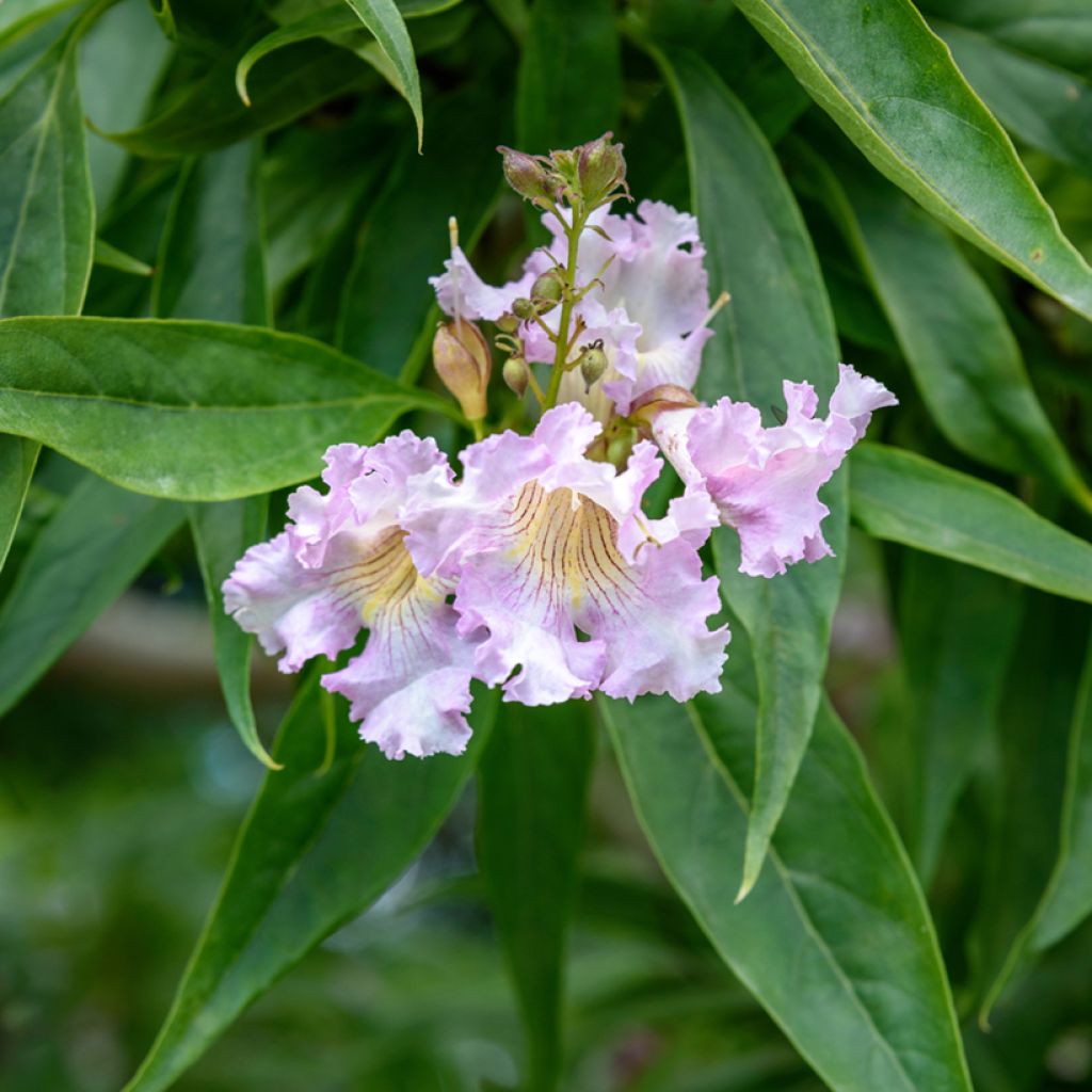 Chitalpa de Taskent - Chitalpa tashkentensis Pink Dawn