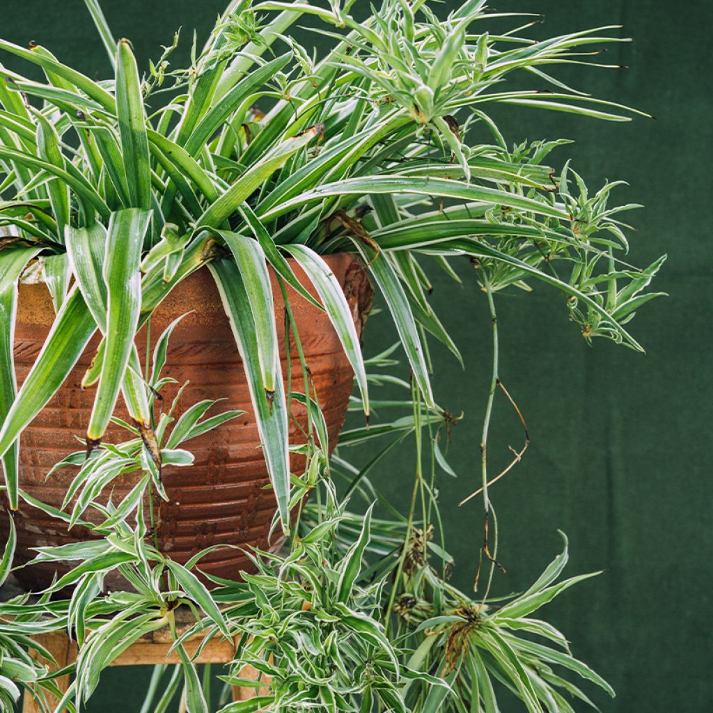 Chlorophytum Irish - Cinta planta