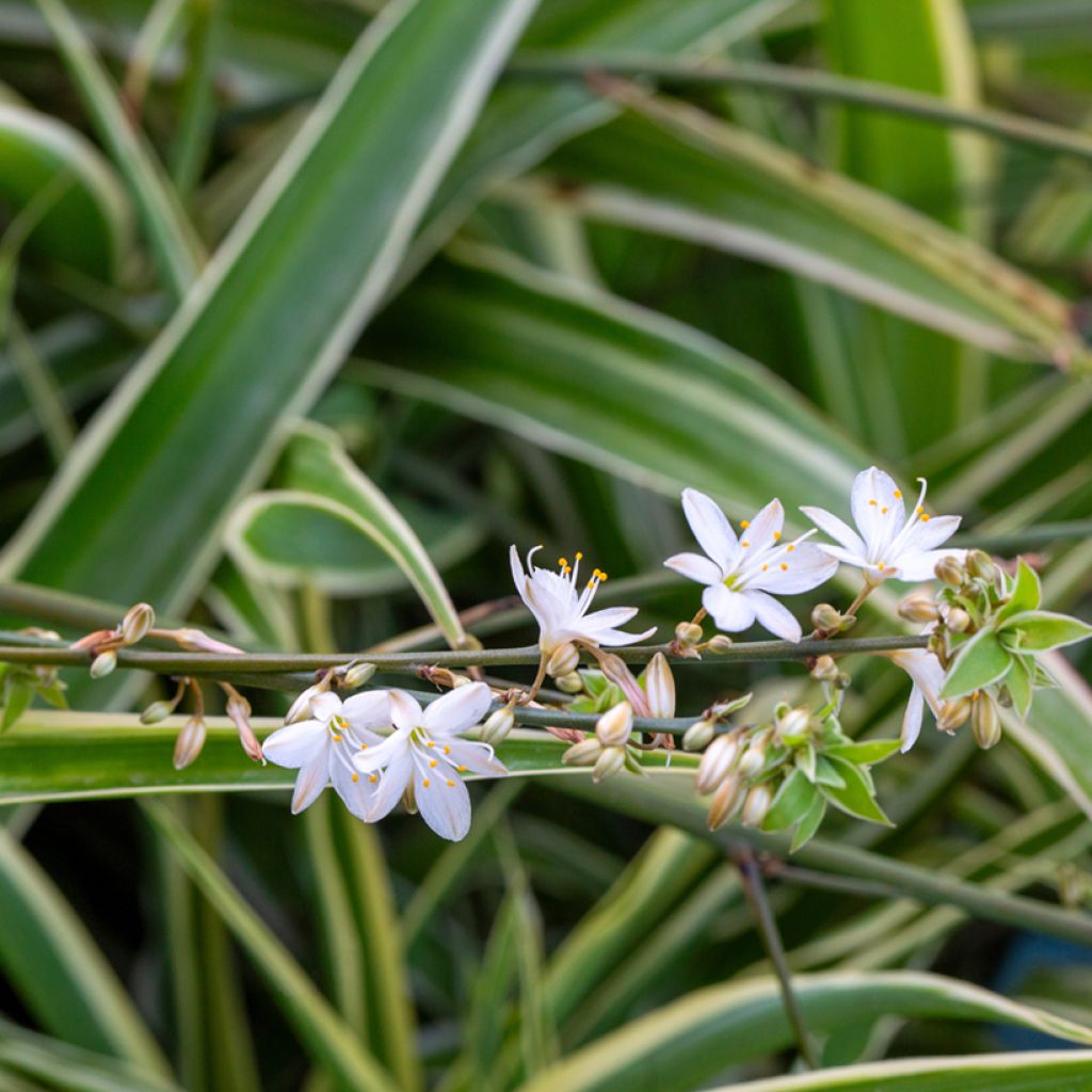 Chlorophytum Irish - Cinta planta